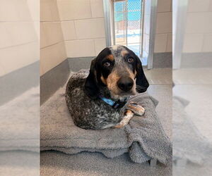 Bluetick Coonhound Dogs for adoption in Waterford, VA, USA