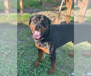 Rottweiler Dogs for adoption in Orleans, VT, USA
