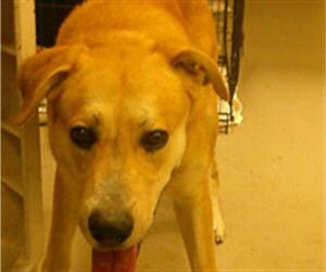 Shepradors Dogs for adoption in Sanford, FL, USA