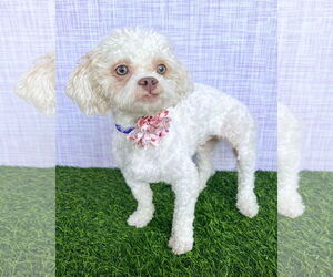 Shih-Poo Dogs for adoption in Corona, CA, USA