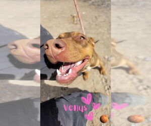 American Pit Bull Terrier-Doberman Pinscher Mix Dogs for adoption in Monte Vista, CO, USA
