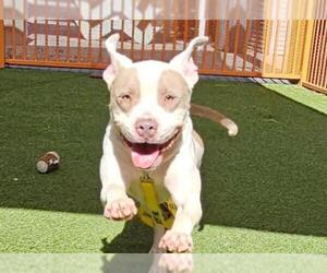 American Pit Bull Terrier-Unknown Mix Dogs for adoption in Las Vegas, NV, USA