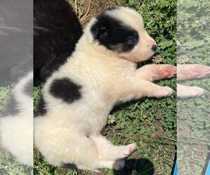 Australian Shepherd-Collie Mix Dogs for adoption in Scottsboro, AL, USA