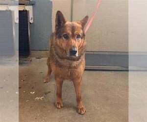 German Shepherd Dog Dogs for adoption in Camarillo, CA, USA