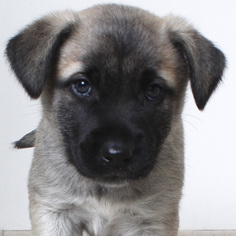 Medium Photo #1 Rat Terrier Puppy For Sale in Eden Prairie, MN, USA