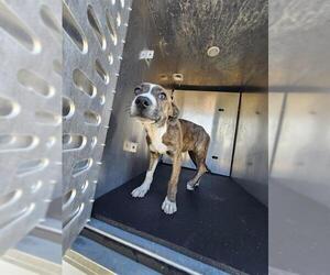 American Staffordshire Terrier-Unknown Mix Dogs for adoption in San Antonio, TX, USA