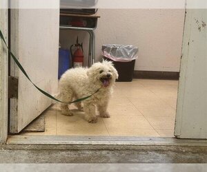 Bichon Frise Dogs for adoption in San Andreas, CA, USA