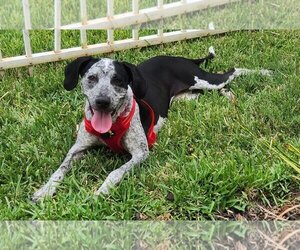 German Shorthaired Pointer Dogs for adoption in Tampa, FL, USA