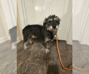 Mutt Dogs for adoption in Rosenberg, TX, USA