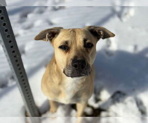 Mutt Dogs for adoption in Tulsa, OK, USA