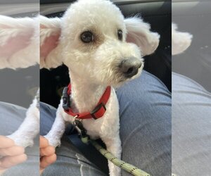 Poodle (Toy) Dogs for adoption in Redondo beach, CA, USA