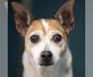 Chihuahua-Unknown Mix Dogs for adoption in San Antonio, TX, USA