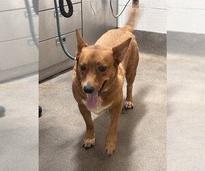 Pembroke Welsh Corgi Dogs for adoption in Forestville, MD, USA