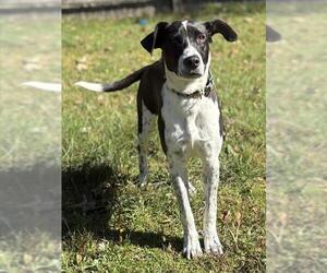 Treeing Walker Coonhound-Unknown Mix Dogs for adoption in Brewster, MA, USA