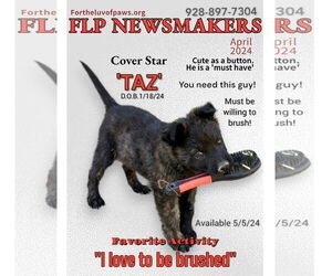 American Water Spaniel-Unknown Mix Dogs for adoption in Golden Valley, AZ, USA