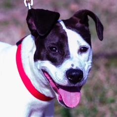 Rat Terrier Dogs for adoption in St. Charles, MO, USA
