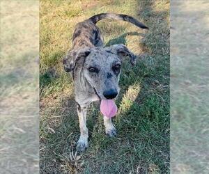 Catahoula Leopard Dog Dogs for adoption in Conroe, TX, USA