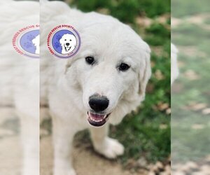 Great Pyrenees Dogs for adoption in Spring, TX, USA
