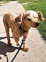 Small Poodle (Standard) Mix