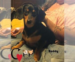 Dachshund Dogs for adoption in Thorndale, TX, USA