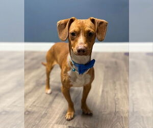 Dachshund-Unknown Mix Dogs for adoption in Lakewood, CO, USA
