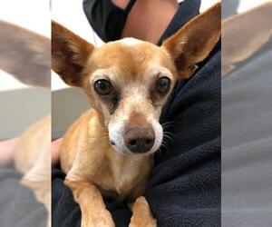 Chihuahua Dogs for adoption in Santa Maria, CA, USA