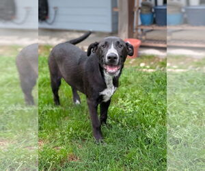 Labrador Retriever-Unknown Mix Dogs for adoption in Oakhurst, NJ, USA