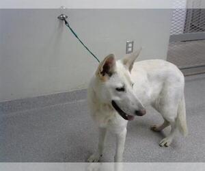 German Shepherd Dog-Unknown Mix Dogs for adoption in Pasadena, TX, USA