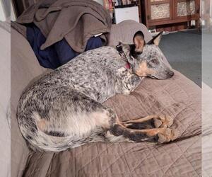 Mutt Dogs for adoption in Petaluma, CA, USA