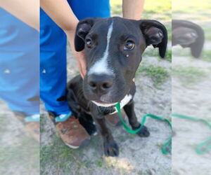 American Pit Bull Terrier-Unknown Mix Dogs for adoption in Ocala, FL, USA