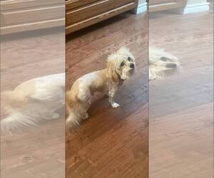 Maltese-Unknown Mix Dogs for adoption in Dallas, TX, USA