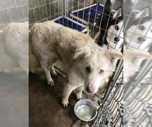 Medium Photo #1 Alaskan Husky-Collie Mix Puppy For Sale in Pierceton , IN, USA