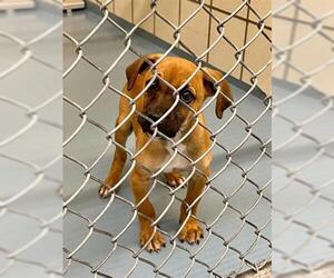 Black Mouth Cur Dogs for adoption in Lufkin, TX, USA