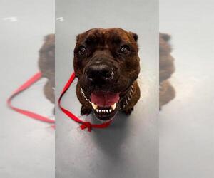 Boxer-Bullmastiff Mix Dogs for adoption in London, Ontario, Canada