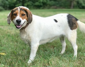 Beagle-Unknown Mix Dogs for adoption in Rocky Mount, VA, USA