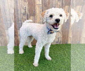 Poodle (Miniature)-Unknown Mix Dogs for adoption in Corona, CA, USA