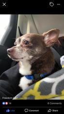 Chihuahua Dogs for adoption in Tenafly, NJ, USA