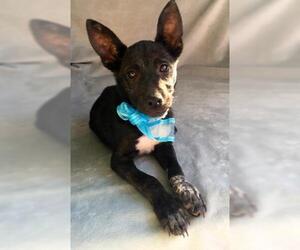 Rat-Cha Dogs for adoption in El Cajon, CA, USA