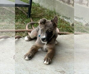 Australian Shepherd-Unknown Mix Dogs for adoption in Missouri City, TX, USA