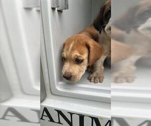 Bloodhound-Unknown Mix Dogs for adoption in Houston, TX, USA