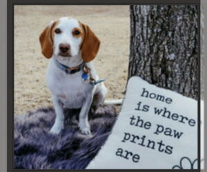 Basset Hound Dogs for adoption in Carrollton, TX, USA