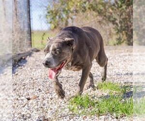American Pit Bull Terrier Dogs for adoption in Waco, TX, USA
