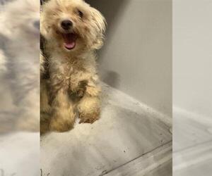 Mal-Shi Dogs for adoption in Houston, TX, USA