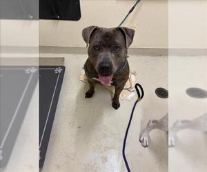 American Pit Bull Terrier Dogs for adoption in Fremont, CA, USA