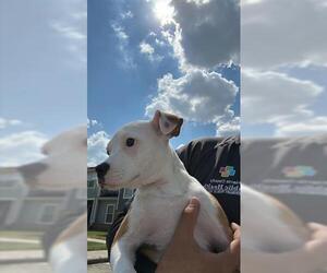 American Pit Bull Terrier-Unknown Mix Dogs for adoption in Houston, TX, USA