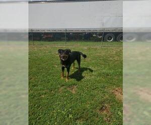 Shepweiller Dogs for adoption in Martinsburg, WV, USA