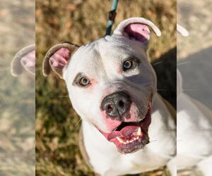 American Pit Bull Terrier Dogs for adoption in Glen Allen, VA, USA