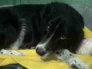 Border Collie Dogs for adoption in Forestville, MD, USA