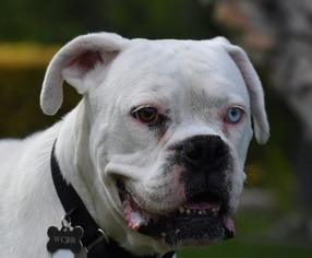 Boxer Dogs for adoption in Alameda, CA, USA