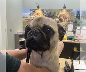 Pug-Unknown Mix Dogs for adoption in Upland, CA, USA